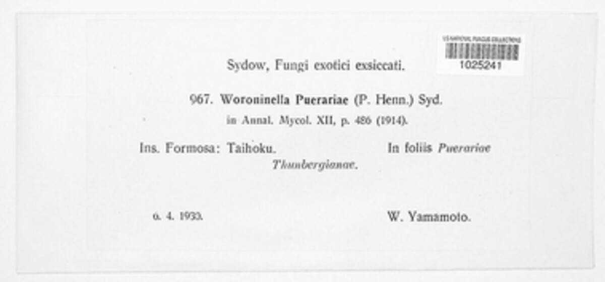 Synchytrium puerariae image